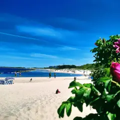 Słoneczna plaża w Łebie, z błękitnym niebem i morzem. W oddali widać molo, a na pierwszym planie kwitnące róże.