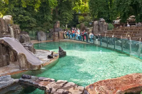 Foki w zoo, wspaniałe czeskie atrakcje dla dzieci. Widownia obserwuje zwierzęta w basenie ze zjeżdżalnią.