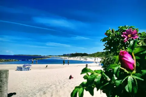 Słoneczna plaża w Łebie, z błękitnym niebem i morzem. W oddali widać molo, a na pierwszym planie kwitnące róże.