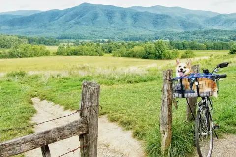 Szczęśliwy corgi w koszyku roweru, gotowy na odkrywanie najpiękniejszych tras rowerowych w Polsce. Góry w tle.