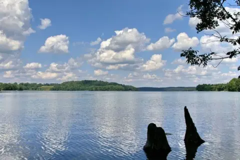 Spokojne, błękitne wody jeziora, otoczone zielonymi wzgórzami i drzewami. Na pierwszym planie wystają z wody pnie drzew. To widok na najczystsze jezioro w Polsce.