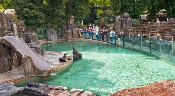 Foki w zoo, wspaniałe czeskie atrakcje dla dzieci. Widownia obserwuje zwierzęta w basenie ze zjeżdżalnią.