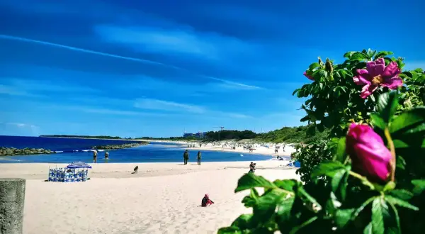 Słoneczna plaża w Łebie, z błękitnym niebem i morzem. W oddali widać molo, a na pierwszym planie kwitnące róże.