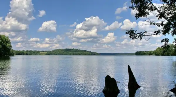 Spokojne, błękitne wody jeziora, otoczone zielonymi wzgórzami i drzewami. Na pierwszym planie wystają z wody pnie drzew. To widok na najczystsze jezioro w Polsce.