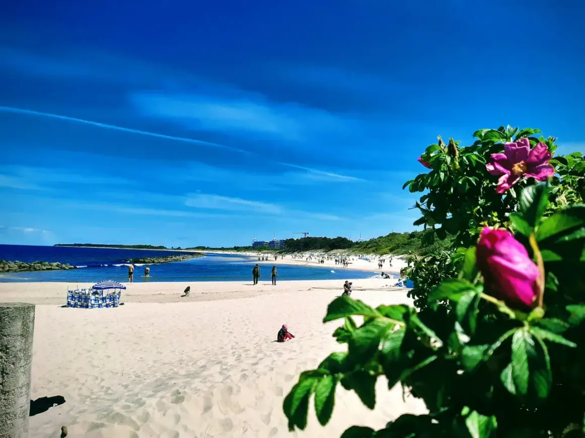 Słoneczna plaża w Łebie, z błękitnym niebem i morzem. W oddali widać molo, a na pierwszym planie kwitnące róże.