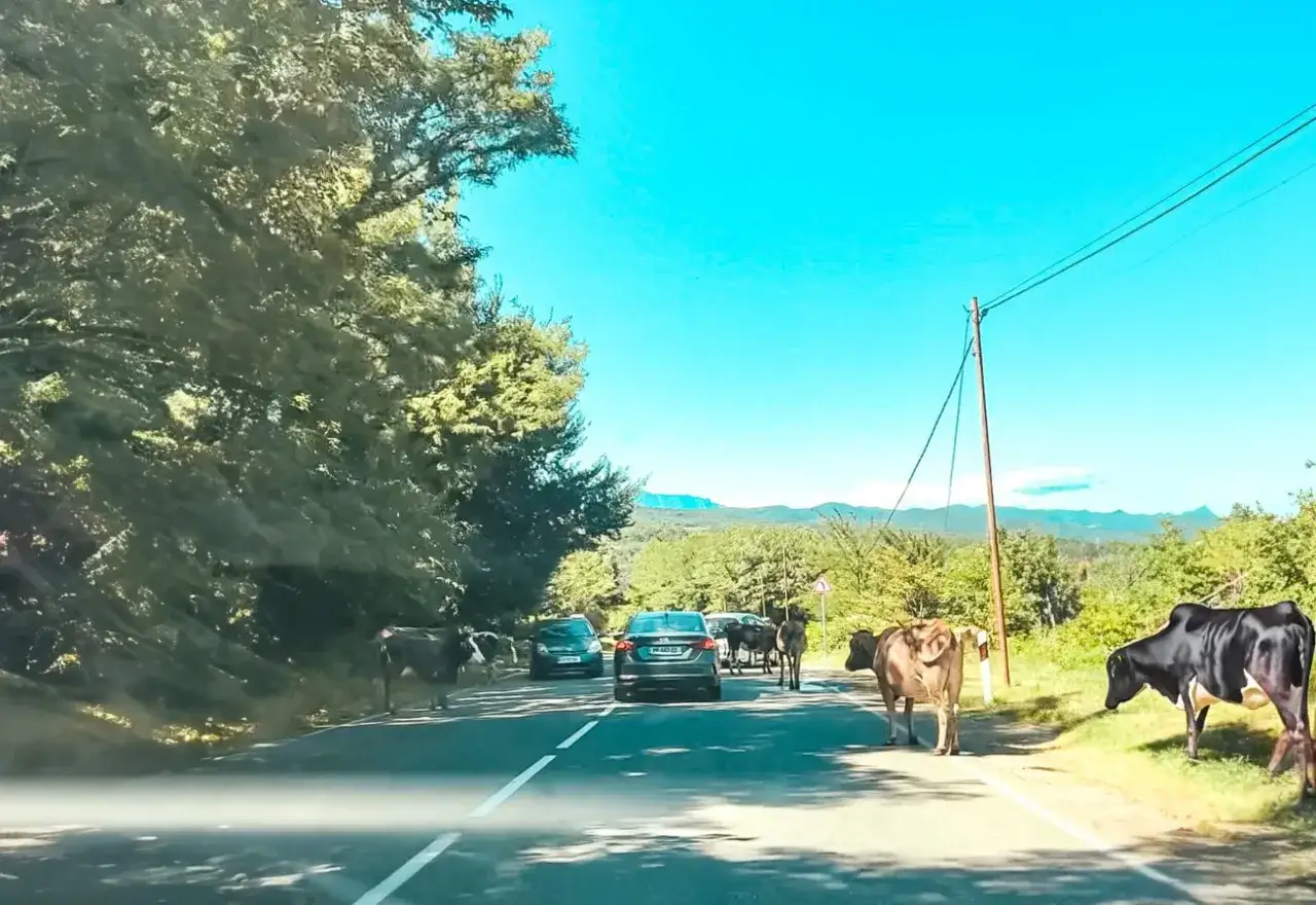 Krowy na drodze między Kutaisi a Tbilisi. Ruch spowolniony przez zwierzęta.