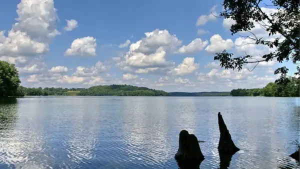 Spokojne, błękitne wody jeziora, otoczone zielonymi wzgórzami i drzewami. Na pierwszym planie wystają z wody pnie drzew. To widok na najczystsze jezioro w Polsce.